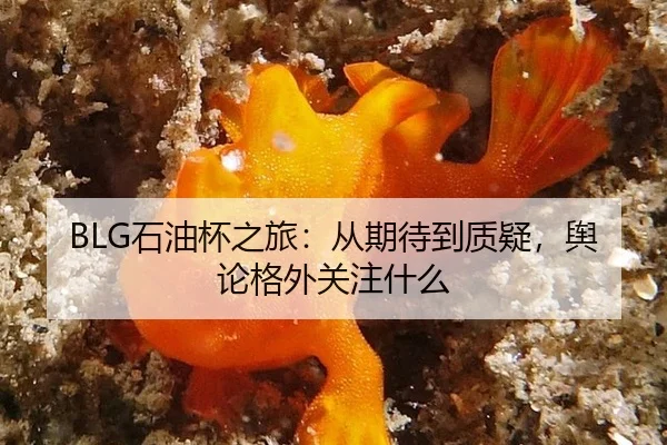 BLG石油杯之旅：从期待到质疑，舆论格外关注什么